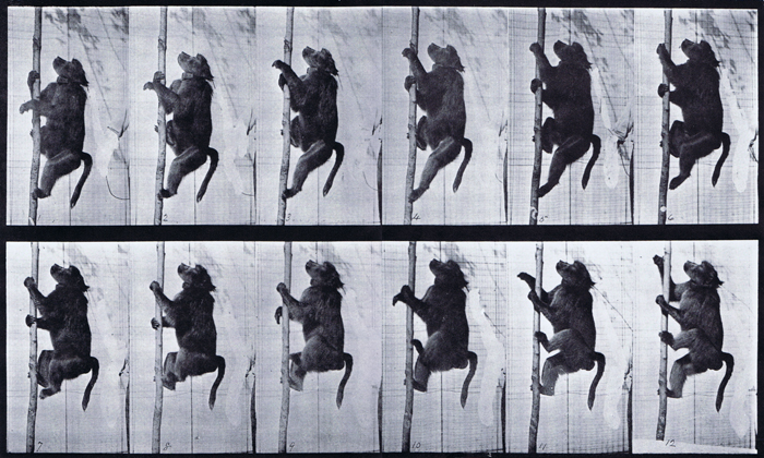 Baboon Climbing a Pole (1887)